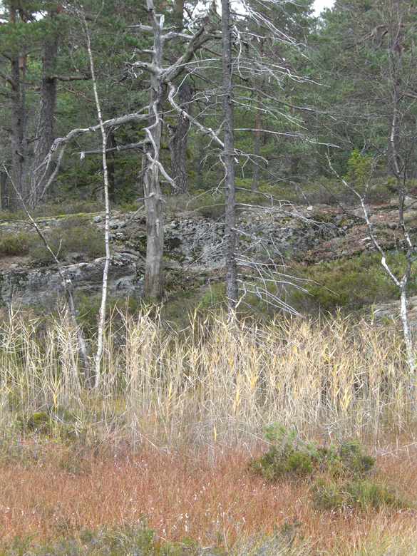 2006.10.28_167, 780 px