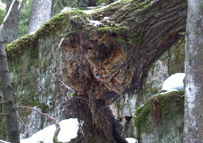 2007.03.19_47, 780 px