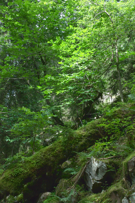 2007.07.21 M1 (410), 780 px
